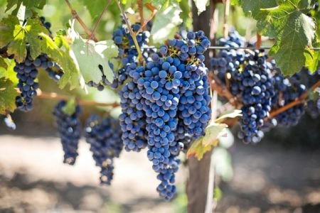 Investir dans le vin raisin