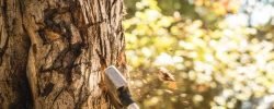 Hache arbre cost-killing